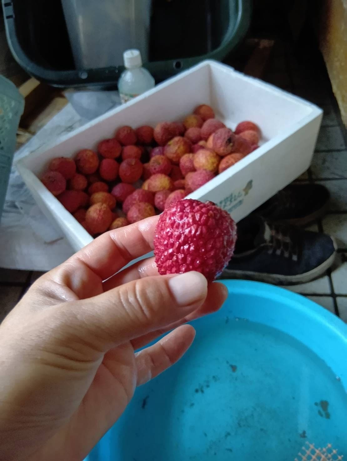 手に持ったライチ一粒