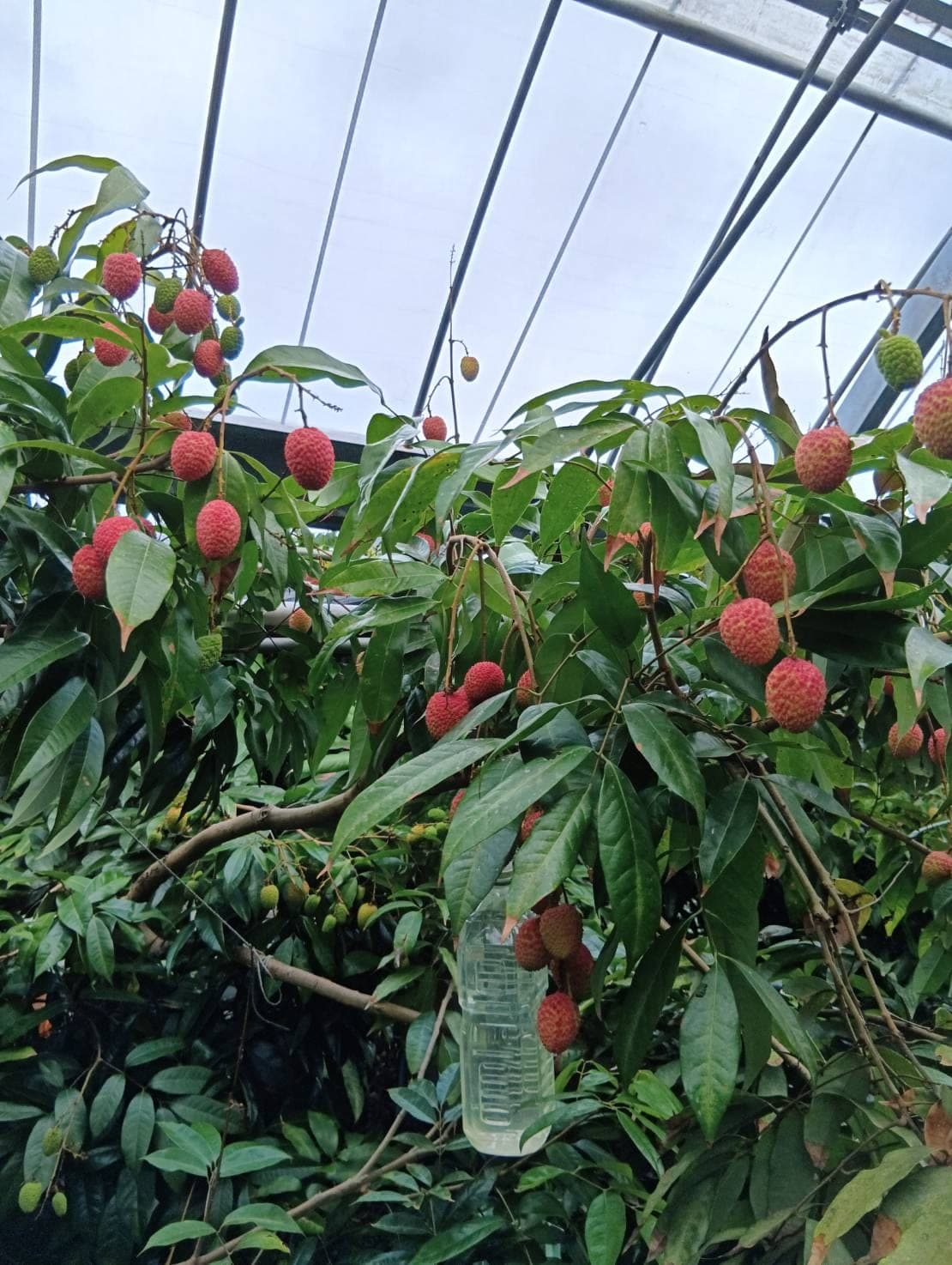 木になっているライチの実